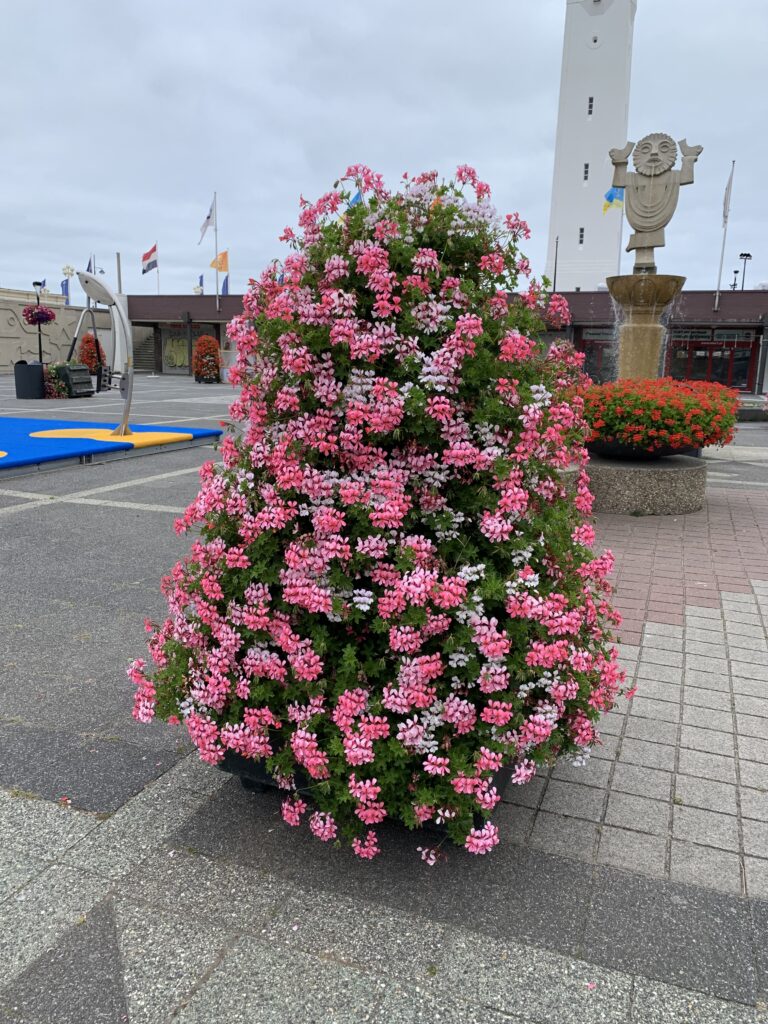 Cityflower levert en verzorgd prachtige hanging baskets en bloembakken voor in uw gemeente, centrum en/of bedrijfsterrein