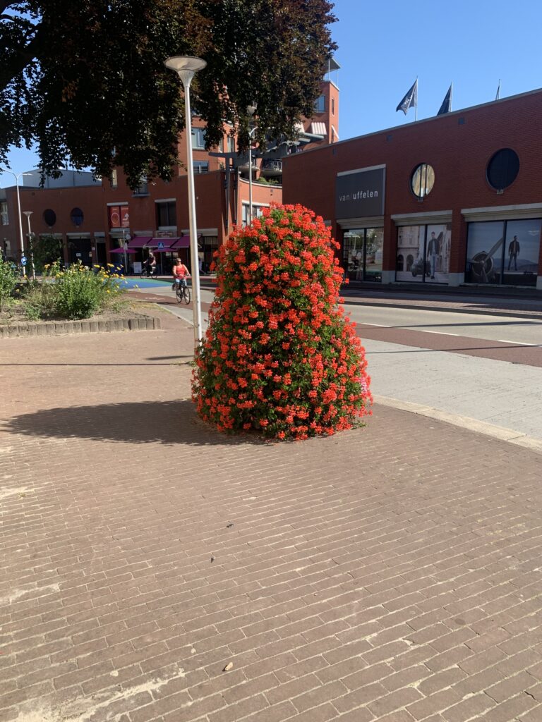 Cityflower levert en verzorgd prachtige hanging baskets en bloembakken voor in uw gemeente, centrum en/of bedrijfsterrein