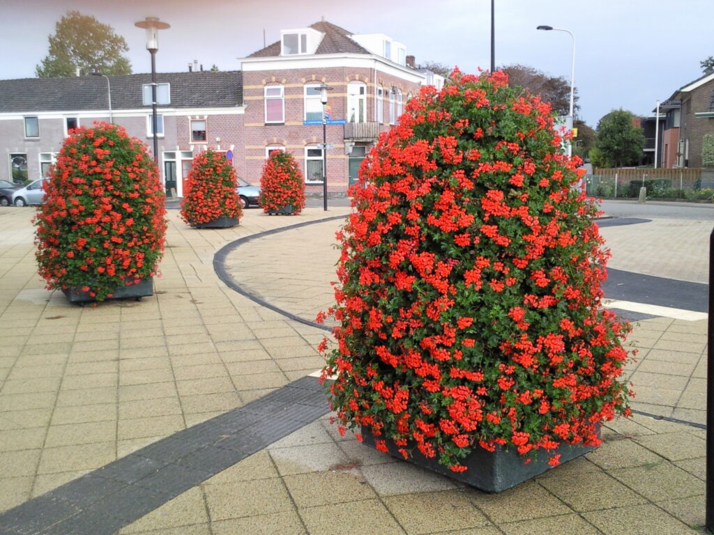 Cityflower levert en verzorgd prachtige hanging baskets en bloembakken voor in uw gemeente, centrum en/of bedrijfsterrein