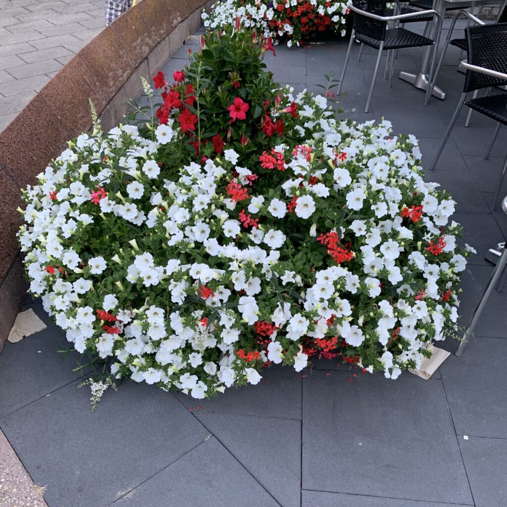 Cityflower levert en verzorgd prachtige hanging baskets en bloembakken voor in uw gemeente, centrum en/of bedrijfsterrein