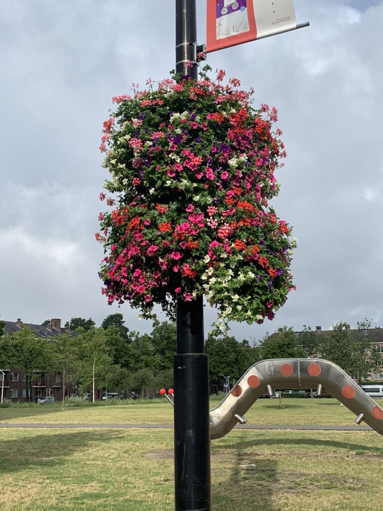 Cityflower levert en verzorgd prachtige hanging baskets en bloembakken voor in uw gemeente, centrum en/of bedrijfsterrein