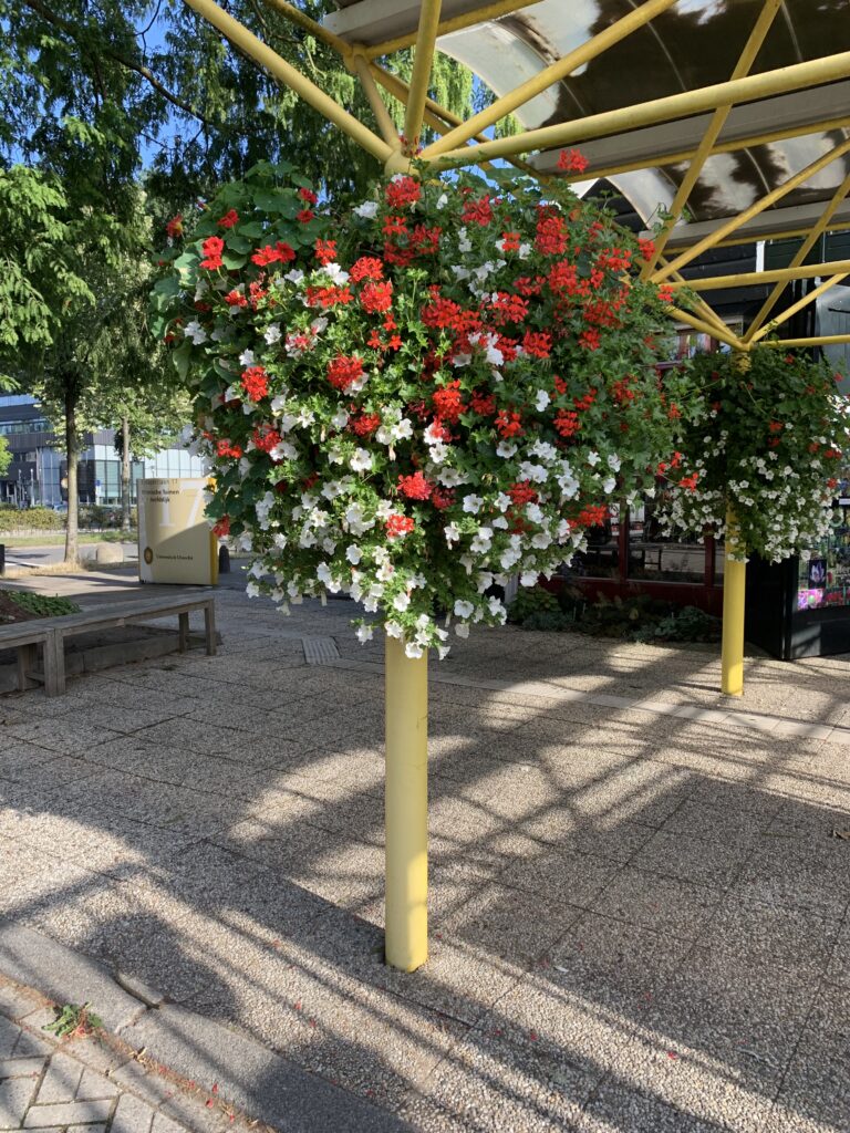 Cityflower levert en verzorgd prachtige hanging baskets en bloembakken voor in uw gemeente, centrum en/of bedrijfsterrein