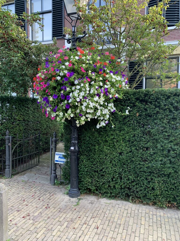 Cityflower levert en verzorgd prachtige hanging baskets en bloembakken voor in uw gemeente, centrum en/of bedrijfsterrein