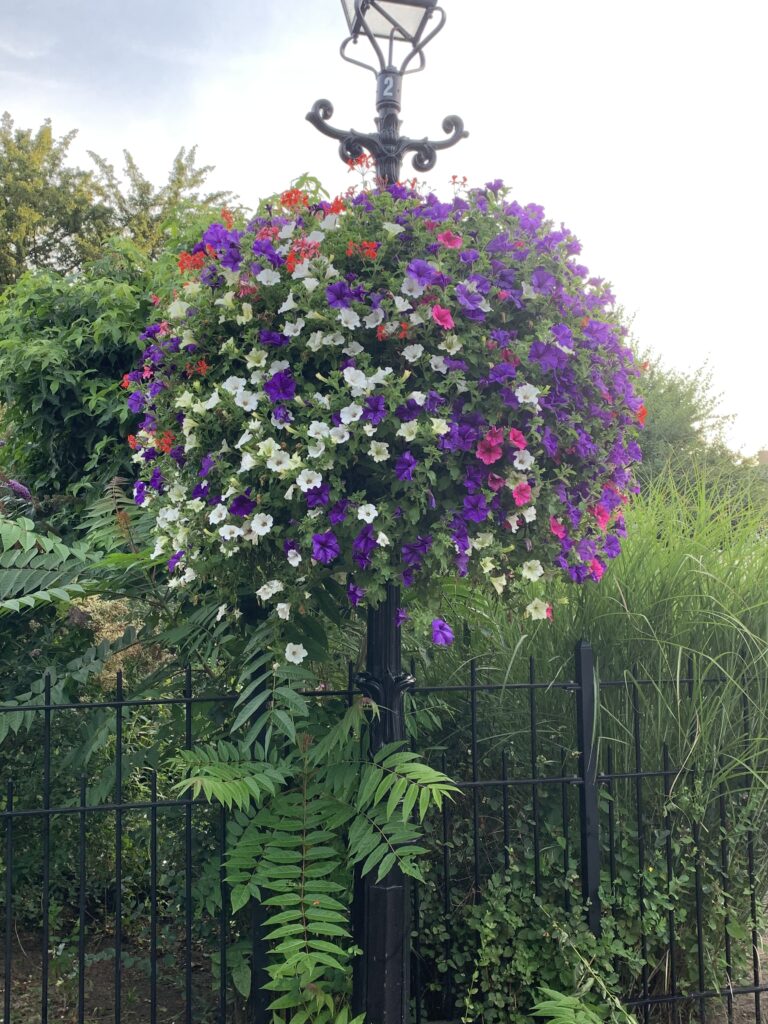 Cityflower levert en verzorgd prachtige hanging baskets en bloembakken voor in uw gemeente, centrum en/of bedrijfsterrein