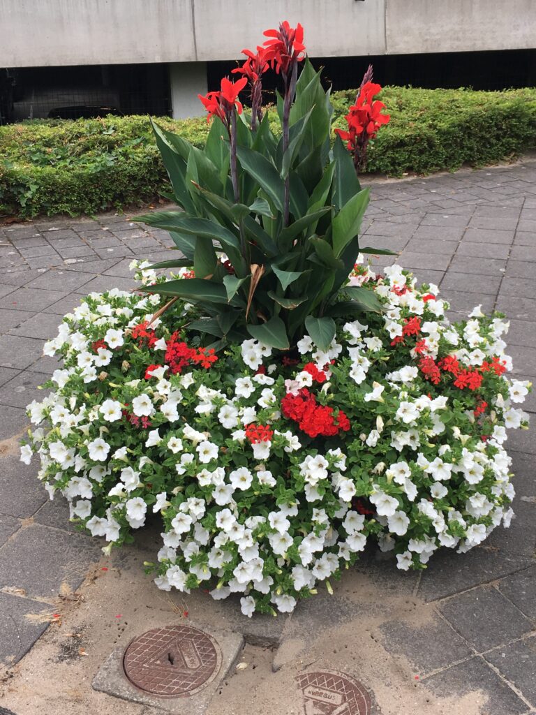 Cityflower levert en verzorgd prachtige hanging baskets en bloembakken voor in uw gemeente, centrum en/of bedrijfsterrein