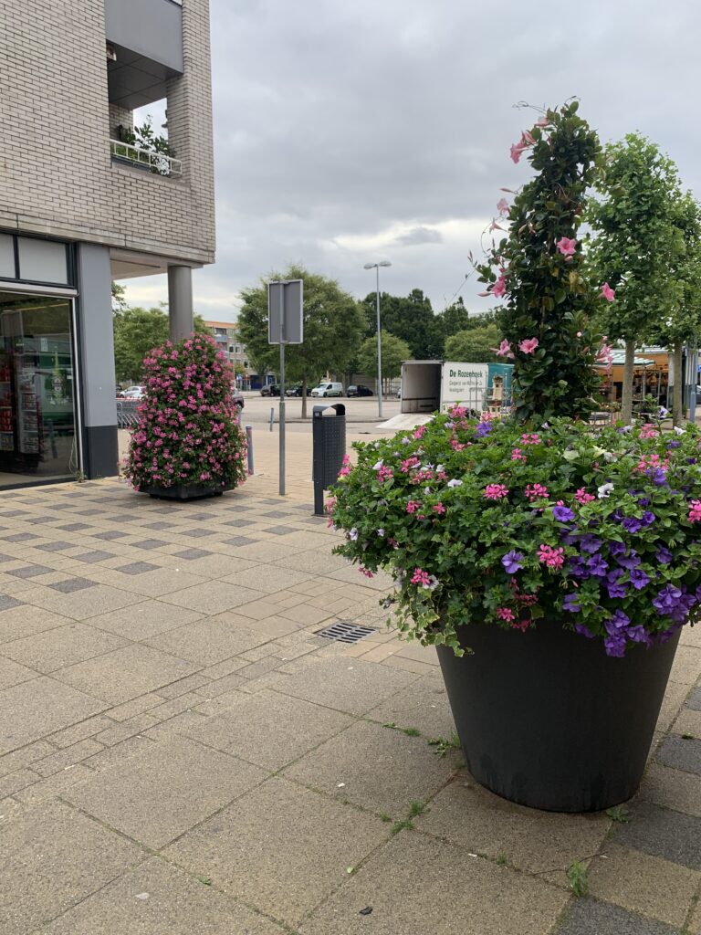 Cityflower levert en verzorgd prachtige hanging baskets en bloembakken voor in uw gemeente, centrum en/of bedrijfsterrein