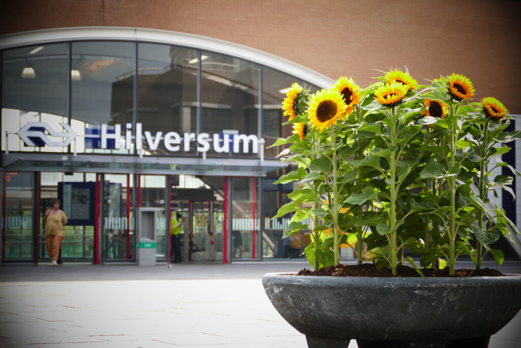 Cityflower levert en verzorgd prachtige hanging baskets en bloembakken voor in uw gemeente, centrum en/of bedrijfsterrein