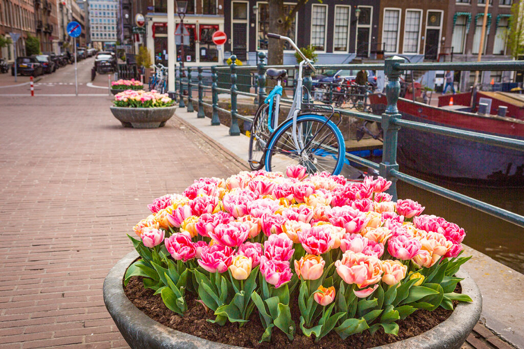 Cityflower levert en verzorgd prachtige hanging baskets en bloembakken voor in uw gemeente, centrum en/of bedrijfsterrein