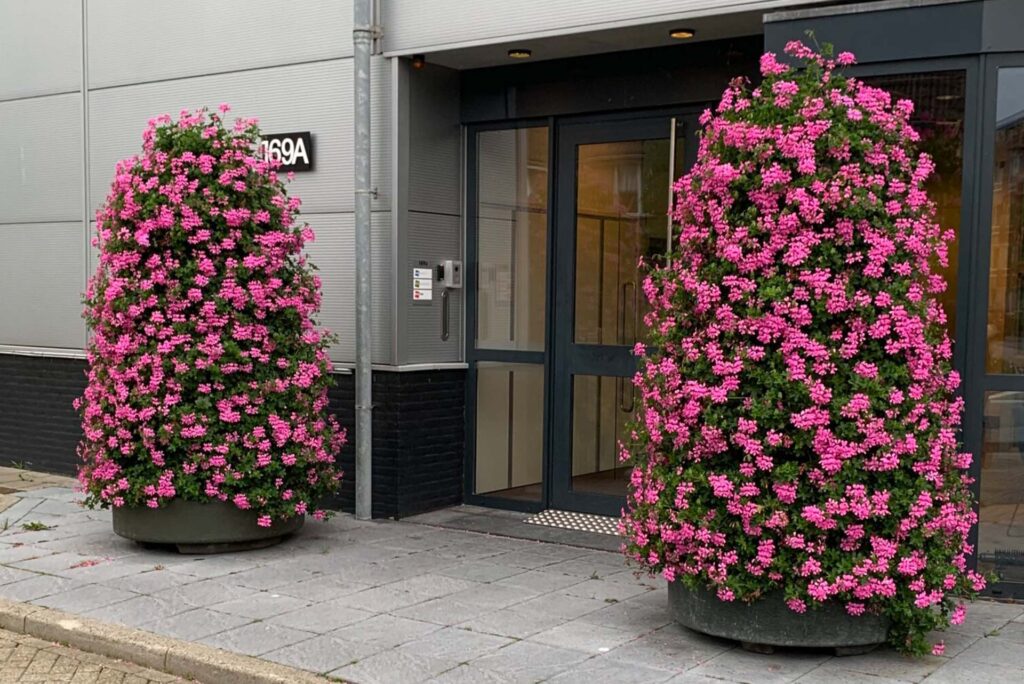 Cityflower levert en verzorgd prachtige hanging baskets en bloembakken voor in uw gemeente, centrum en/of bedrijfsterrein