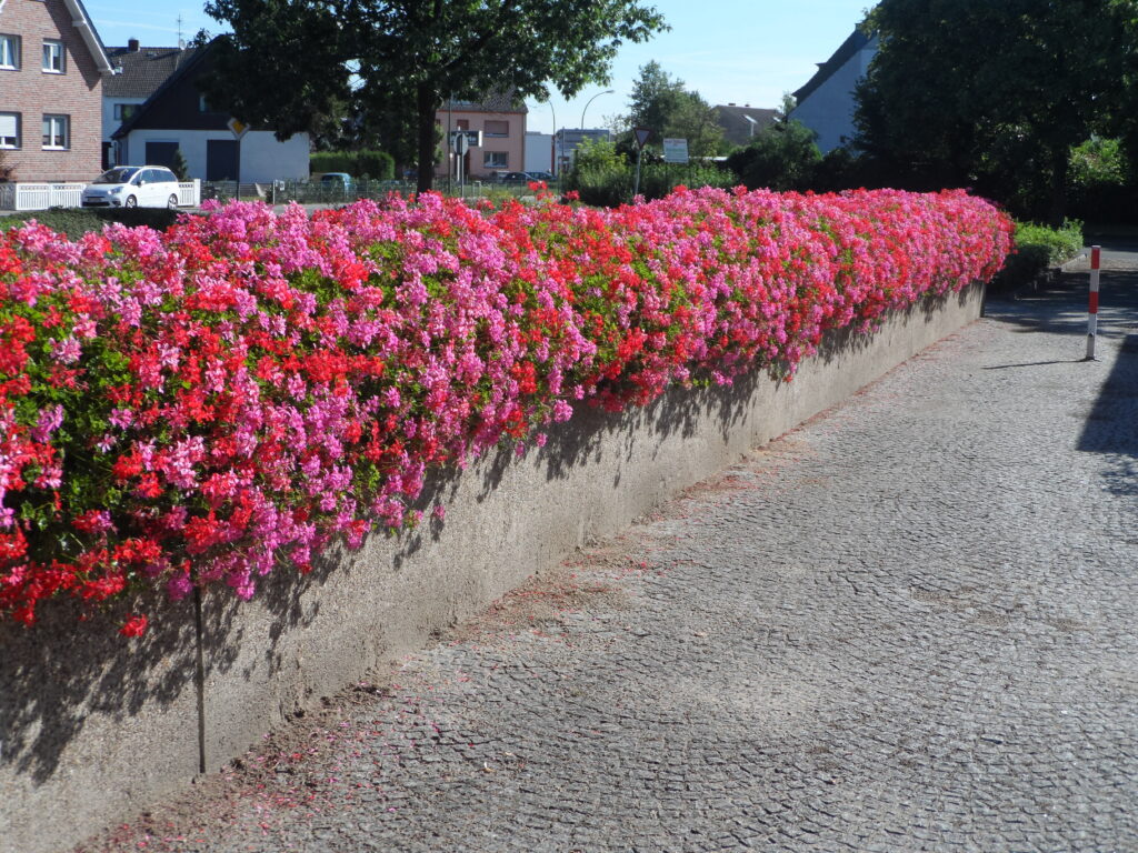 Cityflower levert en verzorgd prachtige hanging baskets en bloembakken voor in uw gemeente, centrum en/of bedrijfsterrein