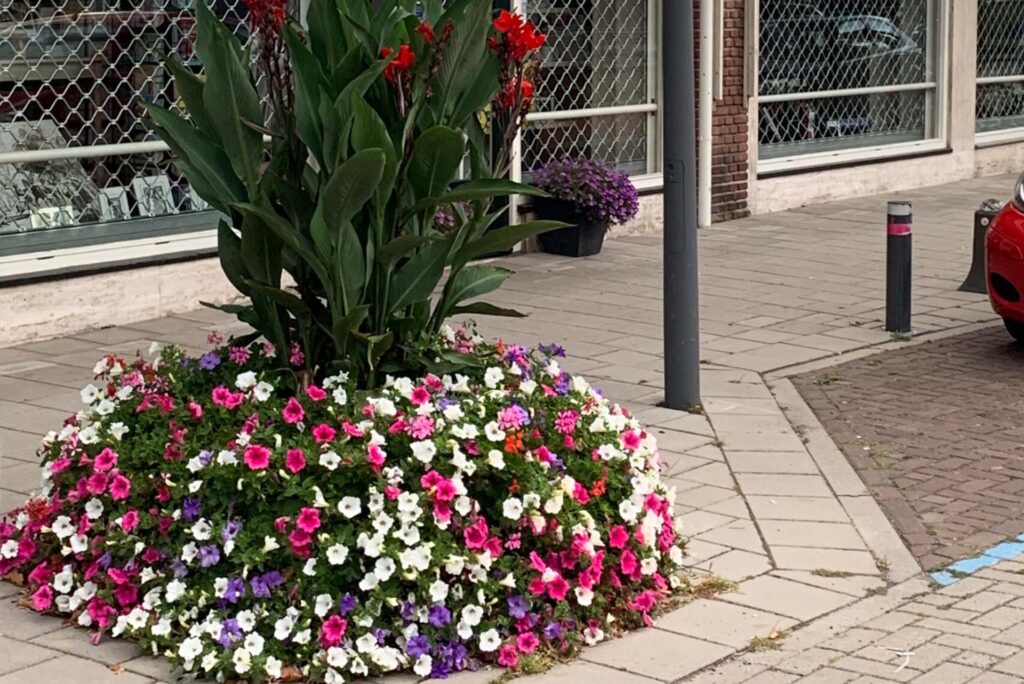 Cityflower levert en verzorgd prachtige hanging baskets en bloembakken voor in uw gemeente, centrum en/of bedrijfsterrein