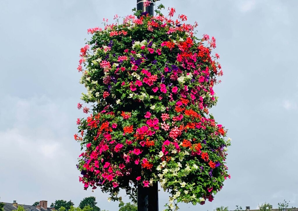 Cityflower levert en verzorgd prachtige hanging baskets en bloembakken voor in uw gemeente, centrum en/of bedrijfsterrein